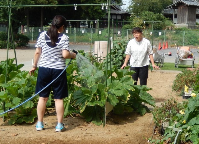 水やり