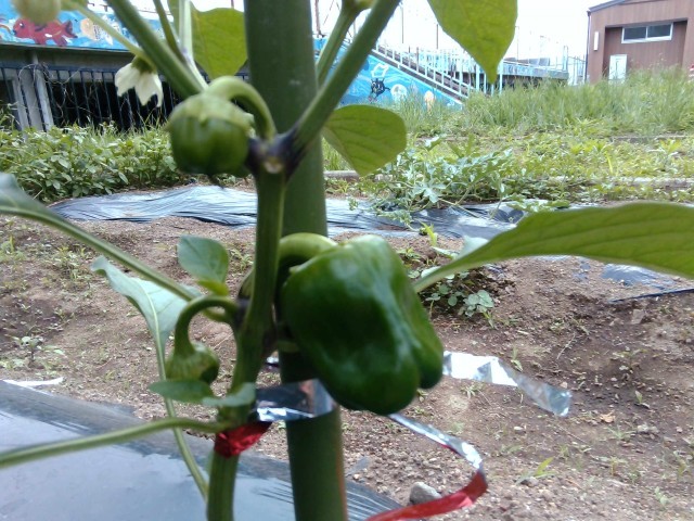 ピーマンはどの野菜よりも先に実をつけました。