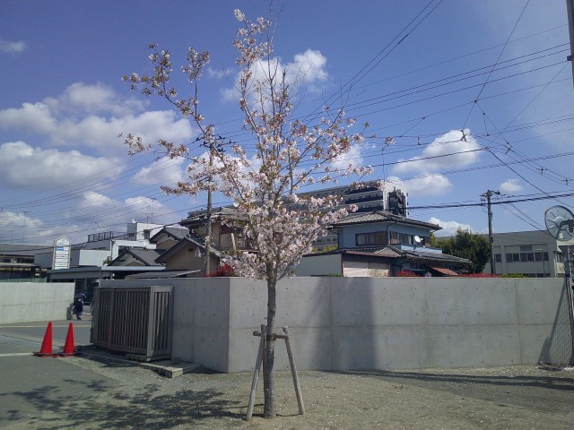 校庭の桜もきれいに咲いています